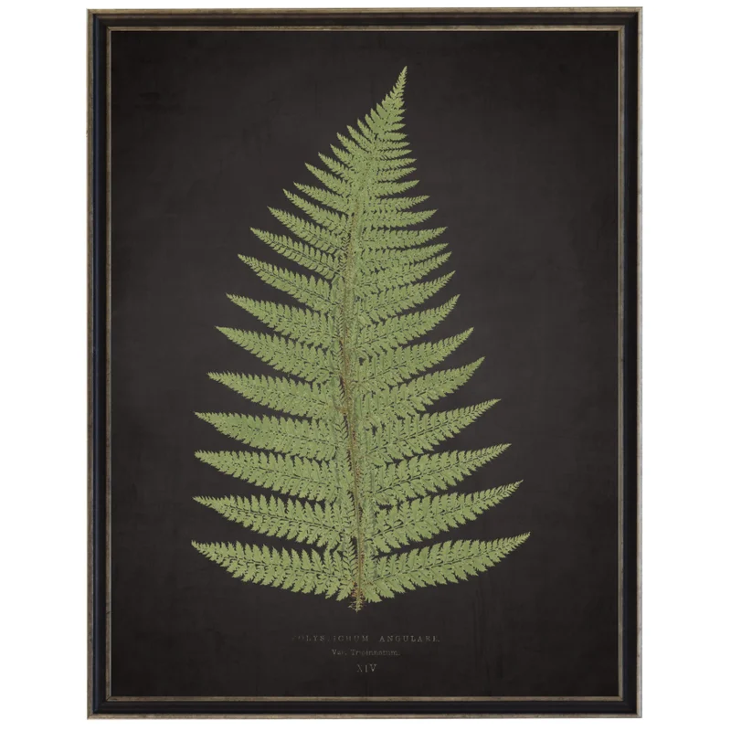 Aged Black Fern ‘B’